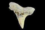 Fossil Shark (Cretoxyrhina) Tooth - Kansas #134842-1